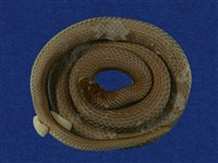 藏品(沖繩翠青蛇)的圖片